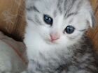 Шотландская вислоухая кошка бесплатно объявление продам