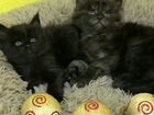 Котята Мейн-кун 05.12.2021г.р объявление продам