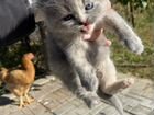 Персидские котята бесплатно объявление продам