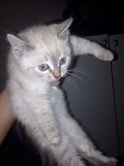 Котенок Тайский(метис)