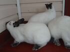 Калифорнийские кролики племенные объявление продам