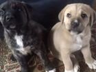 Качественные щенки Алабая и Кане Корсо объявление продам