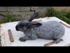 Кролики фландр и ризен объявление продам
