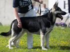 Клубный щенок восточноевропейской овчарки объявление продам
