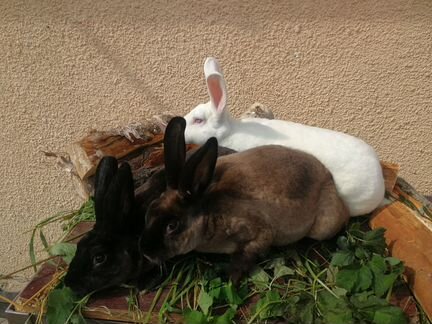 Кролики породы рекс