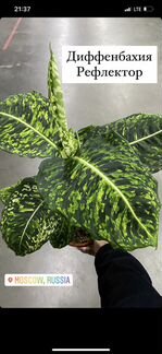 Домашние растения