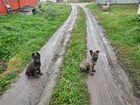 Собаки щенки немецкая овчарка