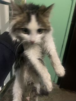 Добродушный котик