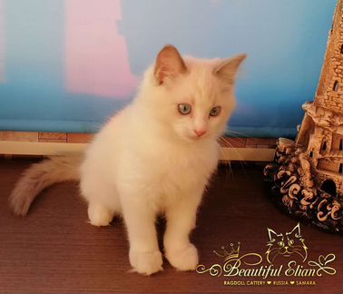 Котенок Рэгдолл