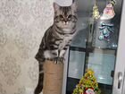 Кот для вязки объявление продам