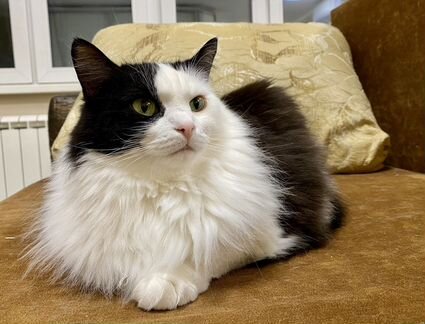 Кроткая умница