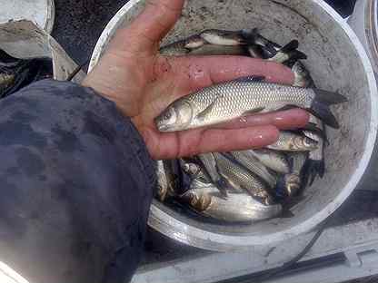 Малек карпа 10 гр. Как выглядит малек белого амура. Мальки карпа белого амура. Малек зеркального карпа. Малек белого амура.