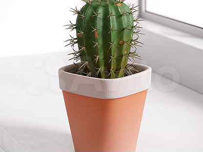 Como plantar un cactus sin raíz