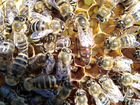Пчеломатки, пчелы Карника