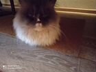 Персидские котята кошка
