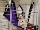 Две крысы дамбо (девочки) с клеткой