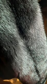 Шуба норковая с капюшоном 48-50