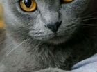 Русская голубая кошка (веслоухая)