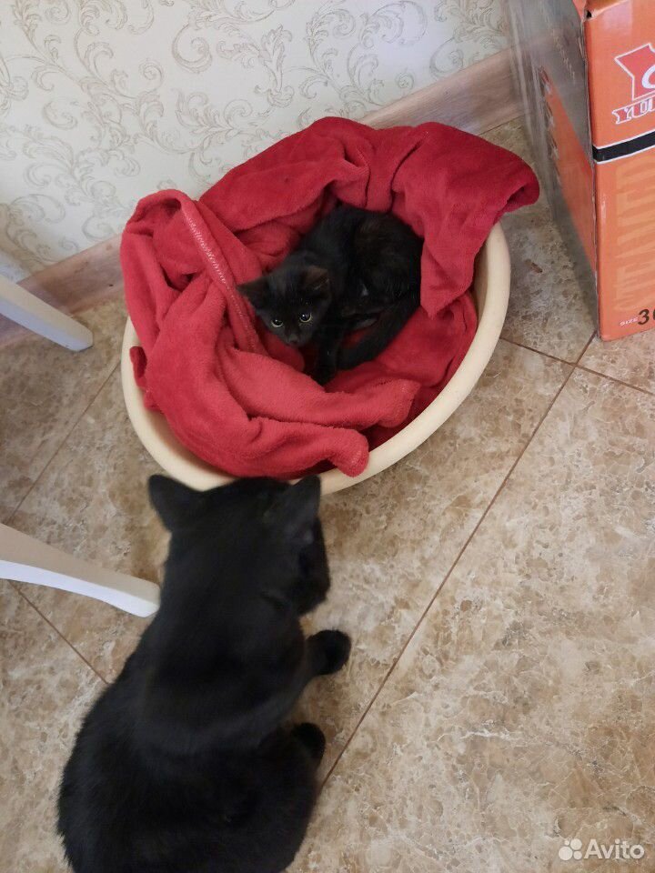 Котенок