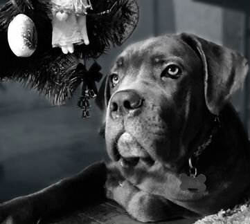 Ваш кане корсо ждет Вас