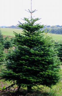 Живые пихты, елки, соны пушистые и ароматные