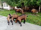 Чешские козы