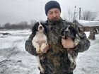 Русский охотничий спаниель щенки объявление продам