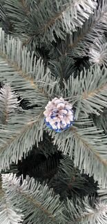 Елка голубая с шишками