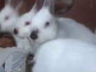 Калифорнийские чистопородные кролики,крольчата