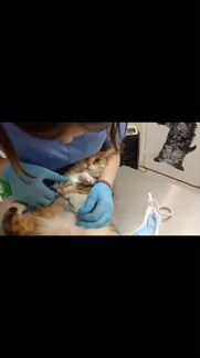 Я ветеринарный фельдшер могу предложить вам свои у