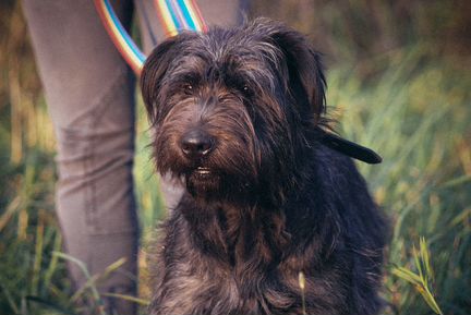 Чаровница Чапа, метис миттельшнауцера в дар