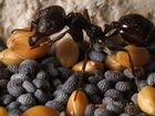 Муравьи Мессор структор матка расплод муравьи