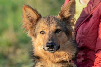Комнатная овчарка Рыся в дар