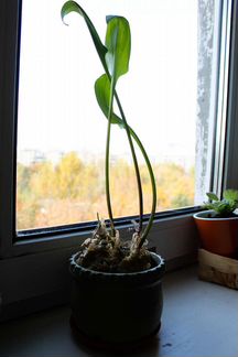 Дримиопсис в глиняном горшке