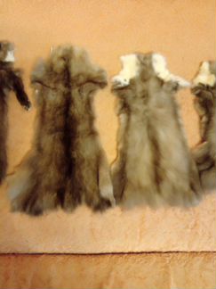 Шкурки соболя 5 штук