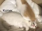 Котята: белый и рыжие с белым / мать полубританка
