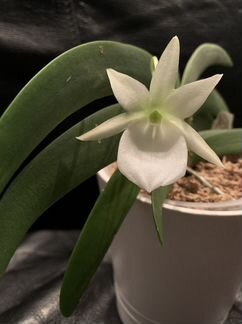 Орхидея Angraecum Leonis