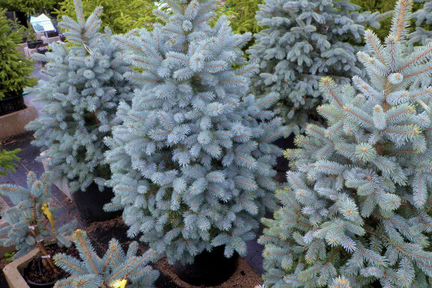 Елка голубая в горшке