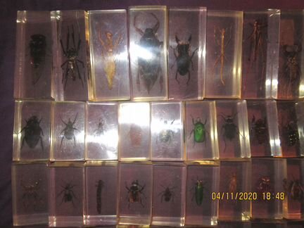 Коллекция насекомых 53 шт