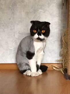 Стрижка кошек с выездом