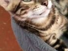 Яркий мраморный бенгальский котенок
