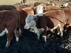 Коровы бычки телята Казахские белоголовые объявление продам