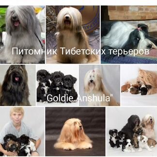 Тибетский терьер (щенки)