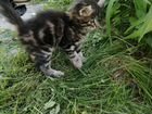 Сибирские котята митисы объявление продам