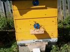 Ульи пчел с домиком объявление продам