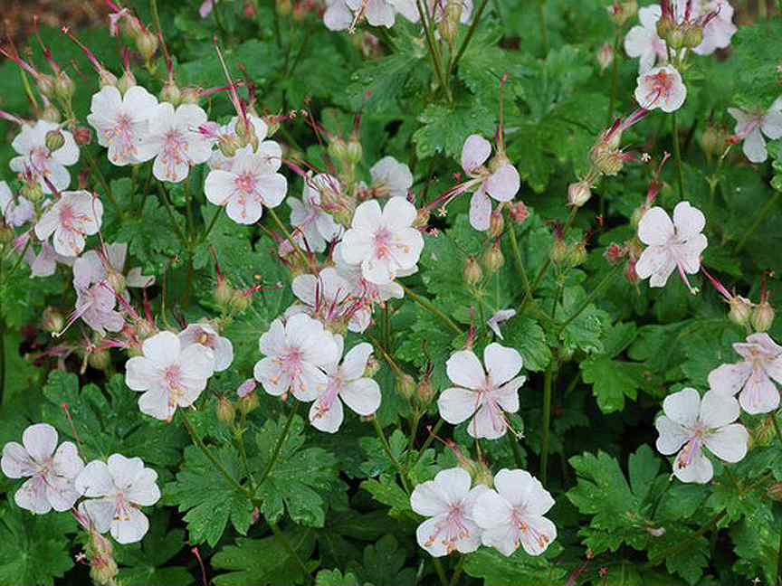 Герань биокова. Geranium cantabrigiense Biokovo. Герань Биоково. Герань кантабрийская Биоково. Герань кентабриджийская Biokovo.