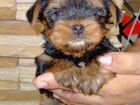Йоркширский терьер щенок с родословной объявление продам
