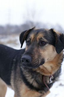 Метис овчарки Давид ищет добрые руки