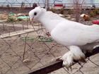 Продажа узбекских голубей