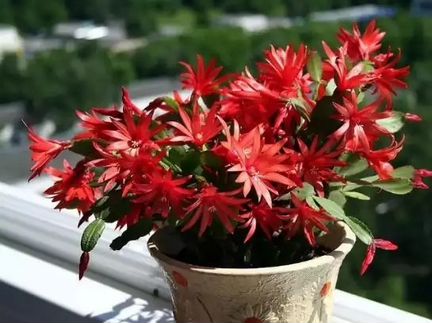 Декабрист Эпифилум разные сорта и Каланхоэ Лациниа